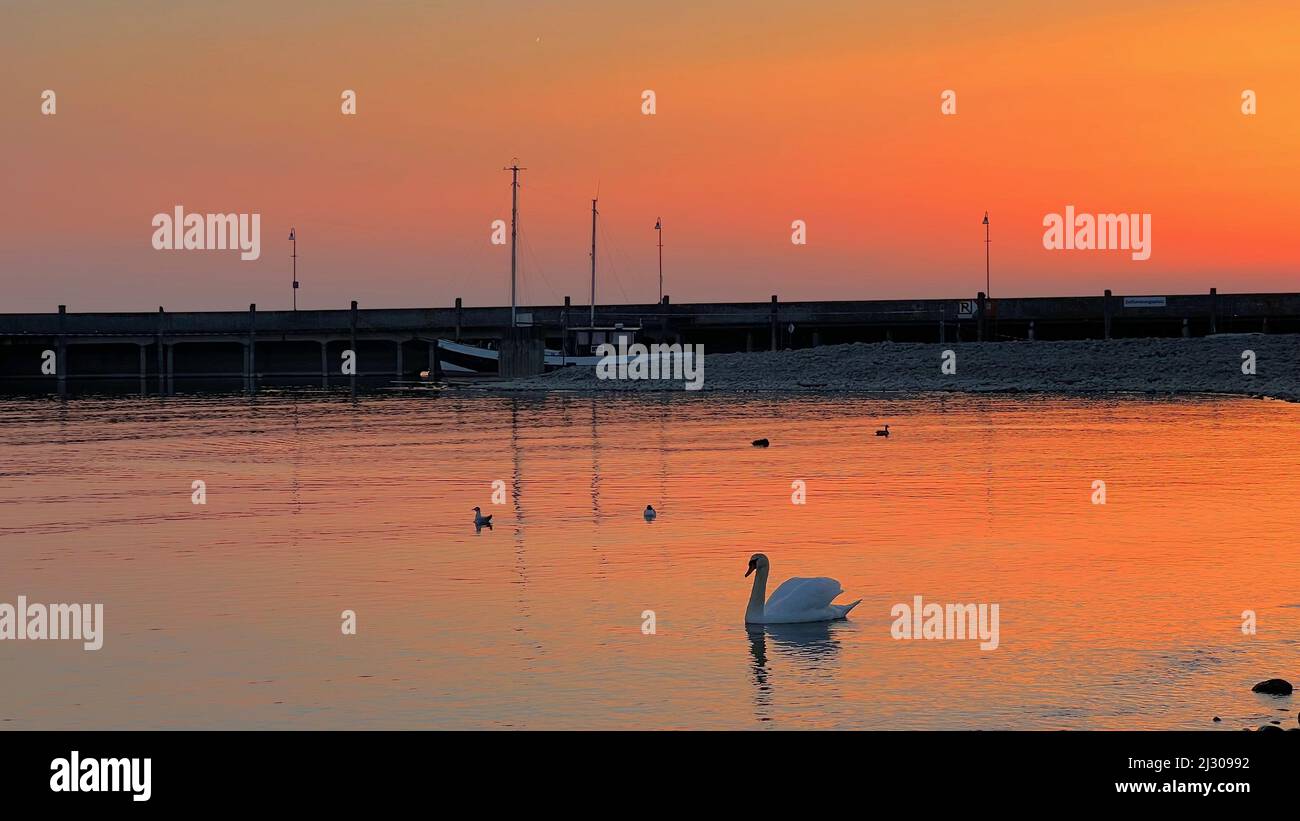 A beautiful swan swimming in the lake during the sunset Stock Photo - Alamy