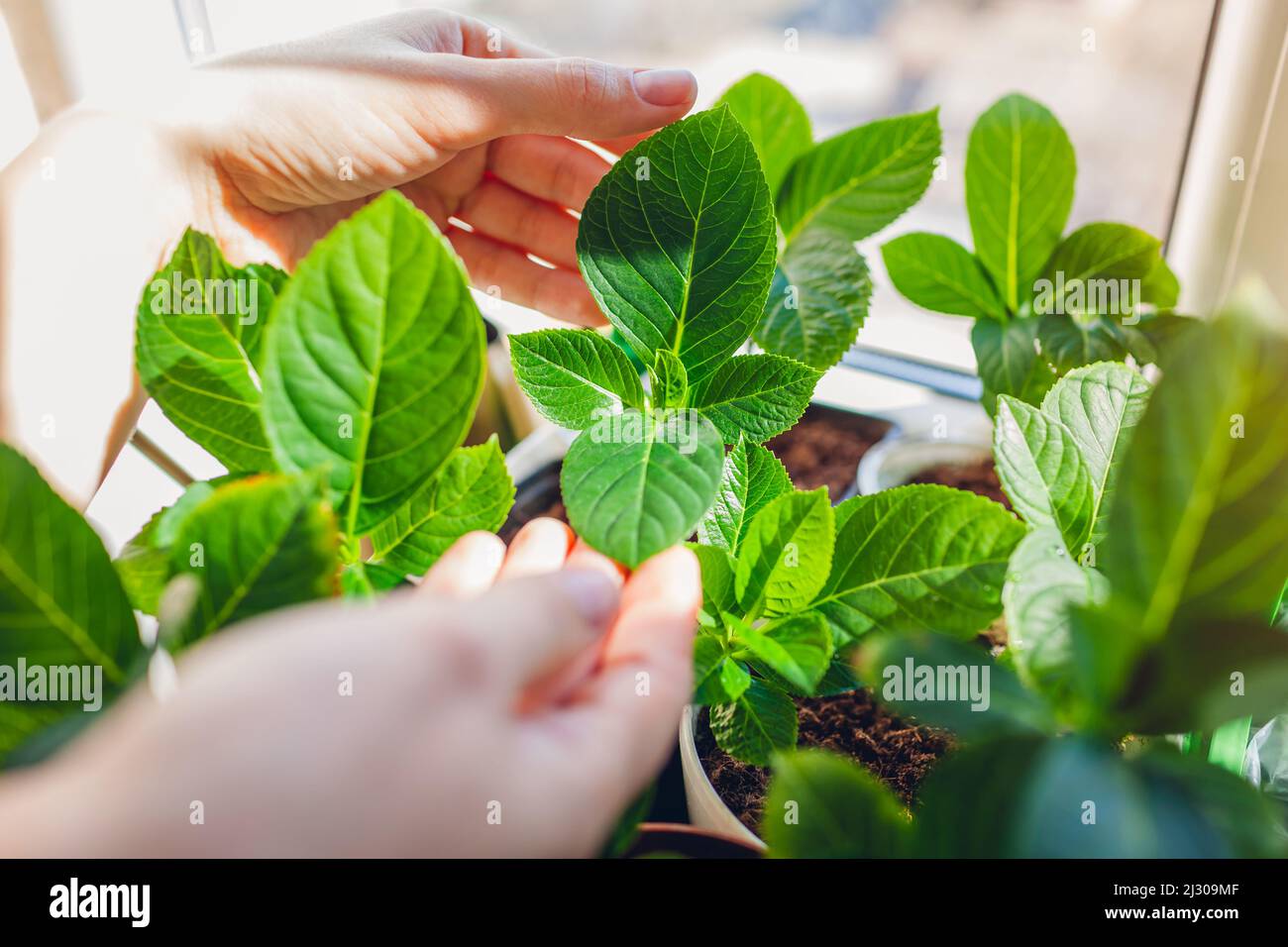 Checking new hydrangeas growing in pots at home. Gardener propagating