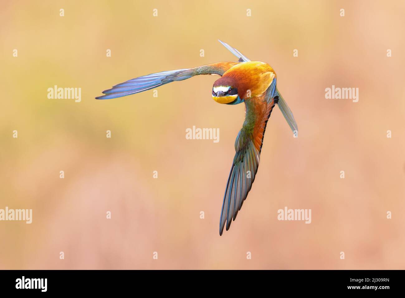 European Bee-Eater (Merops apiaster) in flight on blurred background near Breeding Colony. This bird breeds in southern Europe and in parts of north A Stock Photo