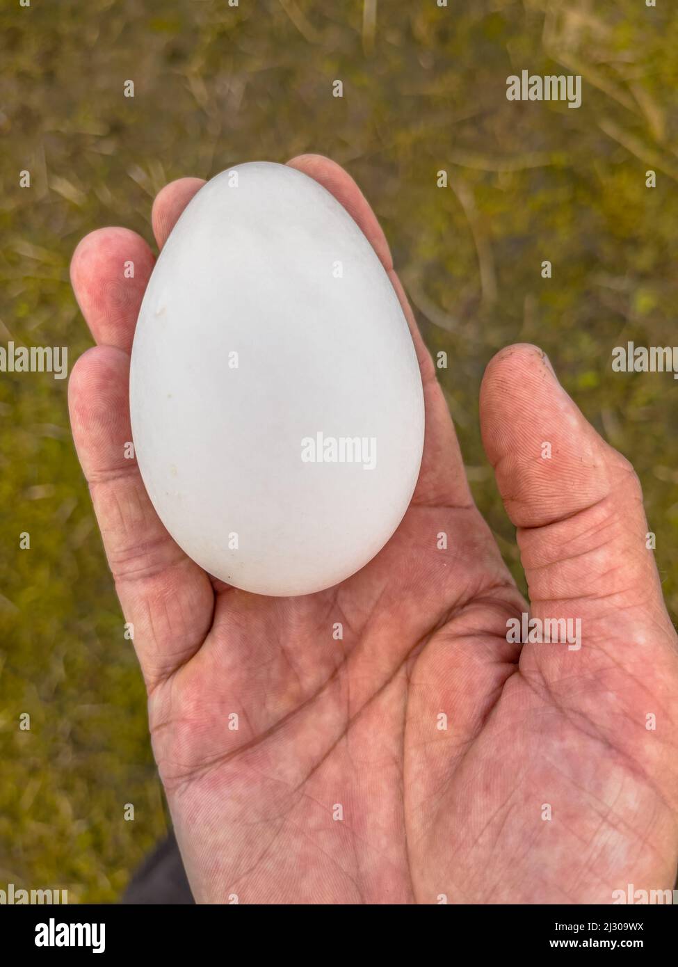 Egg of wild duck in hand of biologist. As a concept for reproduction and easter. Stock Photo