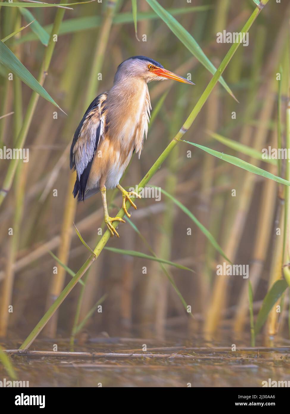 Little bittern (Ixobrychus minutus) perched in reed above the water of ...