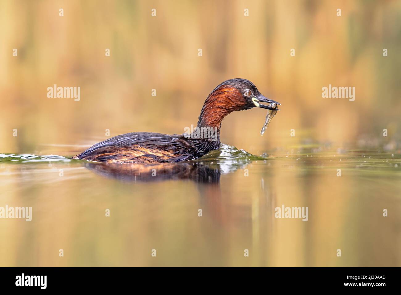 Little Grebe (Tachybaptus ruficollis) Swimming in Water catching fish ...