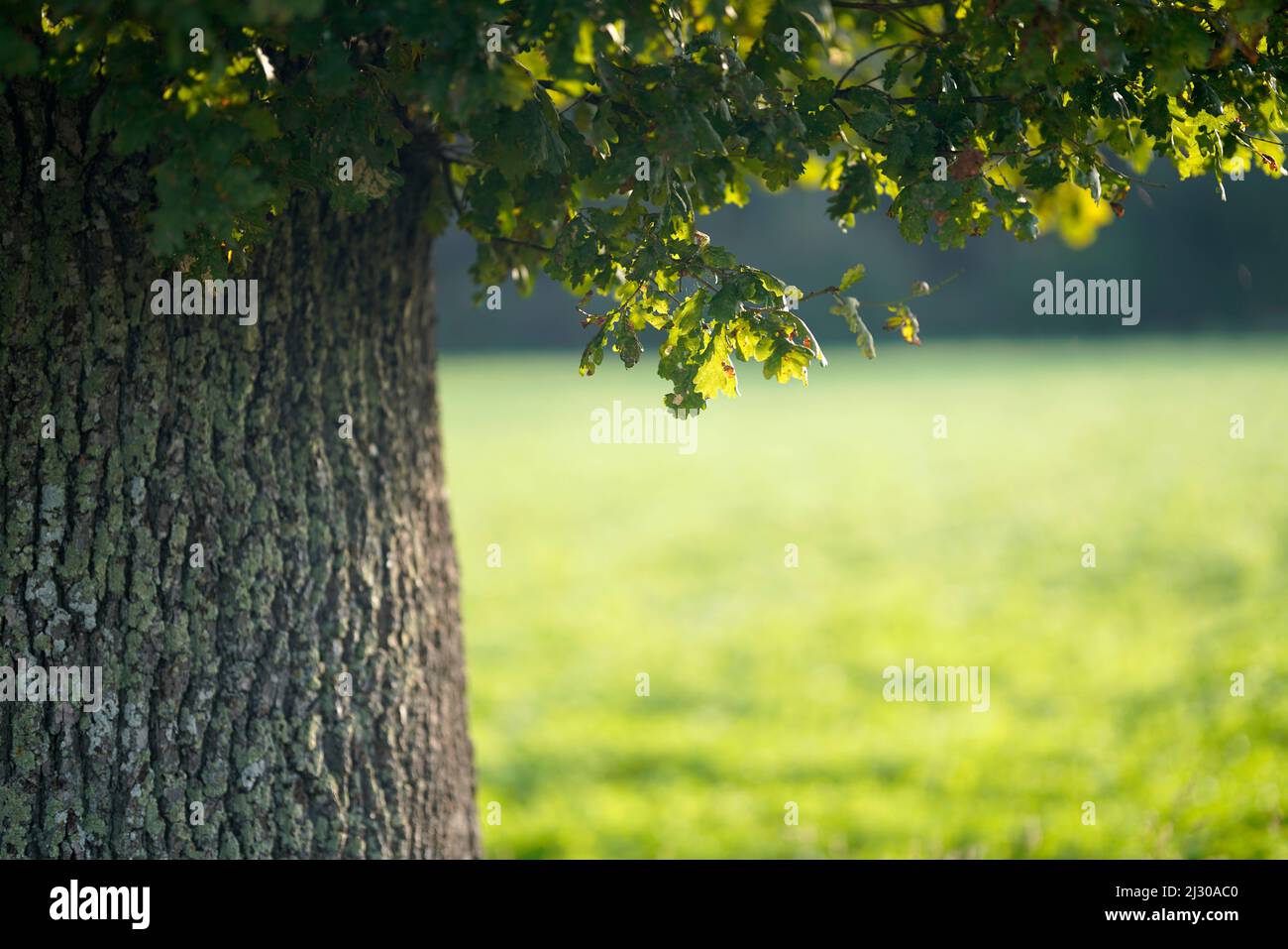Oak leaves in the late summer evening light, Bavaria, Germany Stock Photo