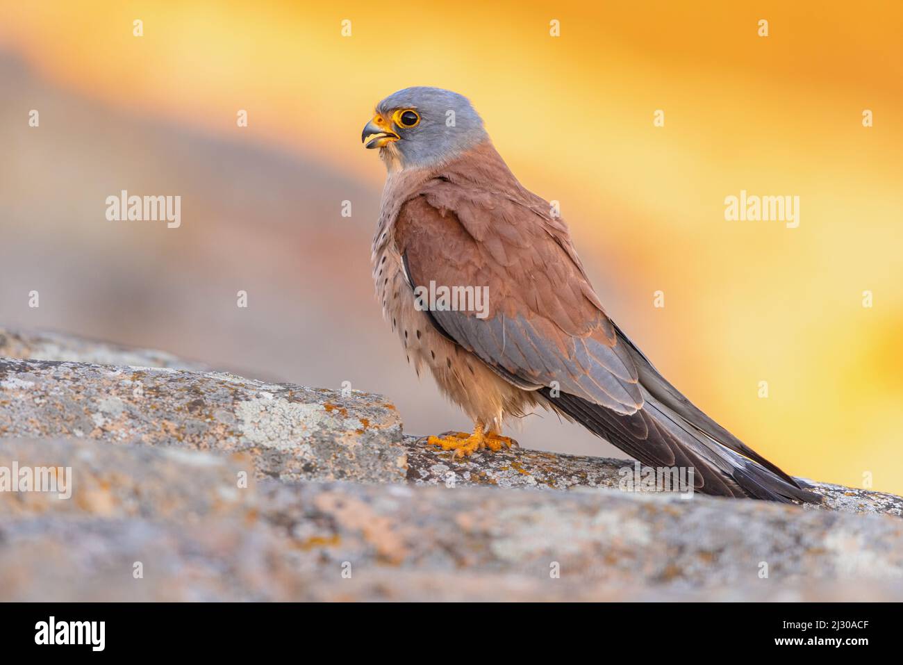 Male Lesser Kestrel (Falco naumanni) is a small Falcon. This Bird Species breeds from the Mediterranean across Afghanistan and Central Asia to China. Stock Photo