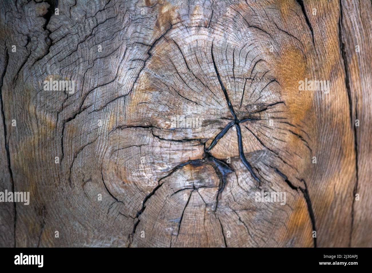 Polished cut structure of a large tree. Stock Photo