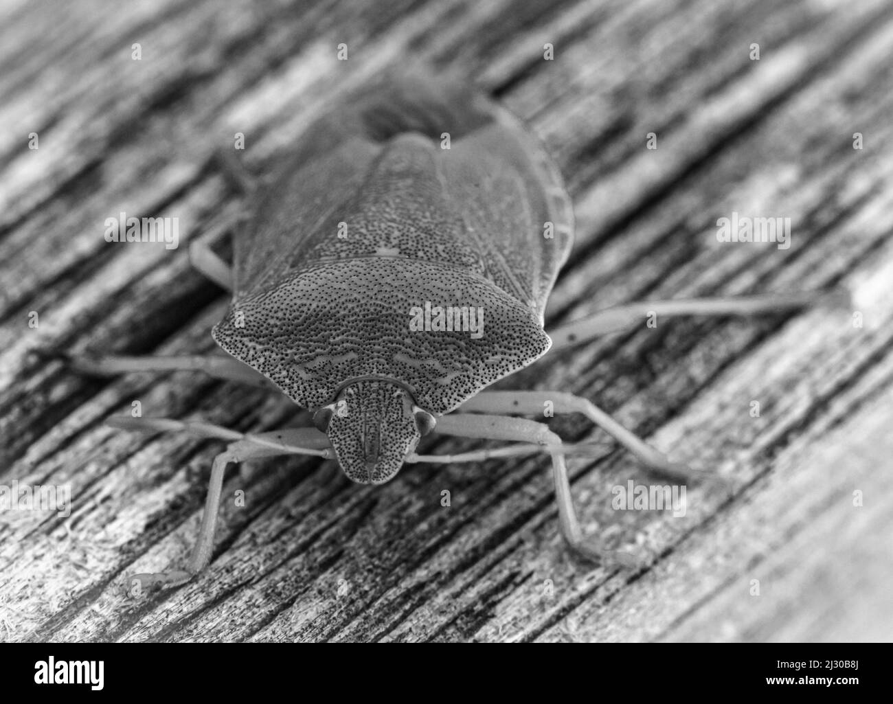 Vue macroscopique d'une punaise verte ponctuée Stock Photo