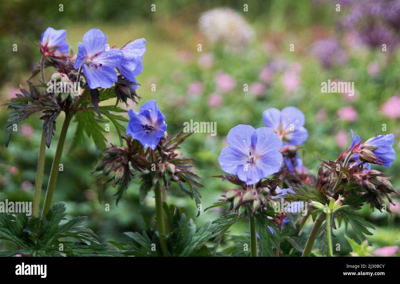 Geranium pratense 'Purple Haze' Stock Photo