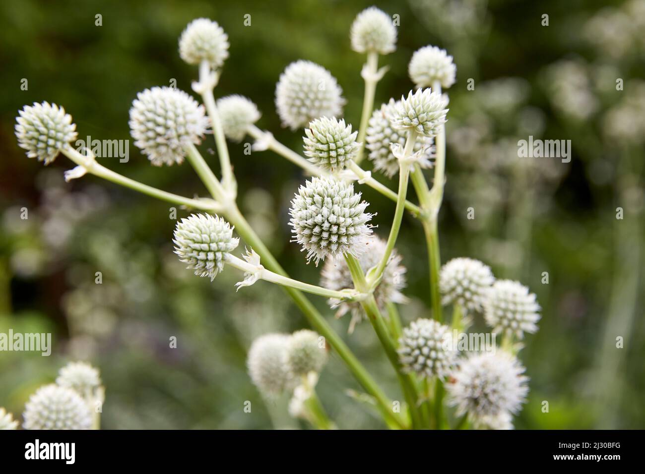 Greenish White Flower with Dark Green Background Stock Photo
