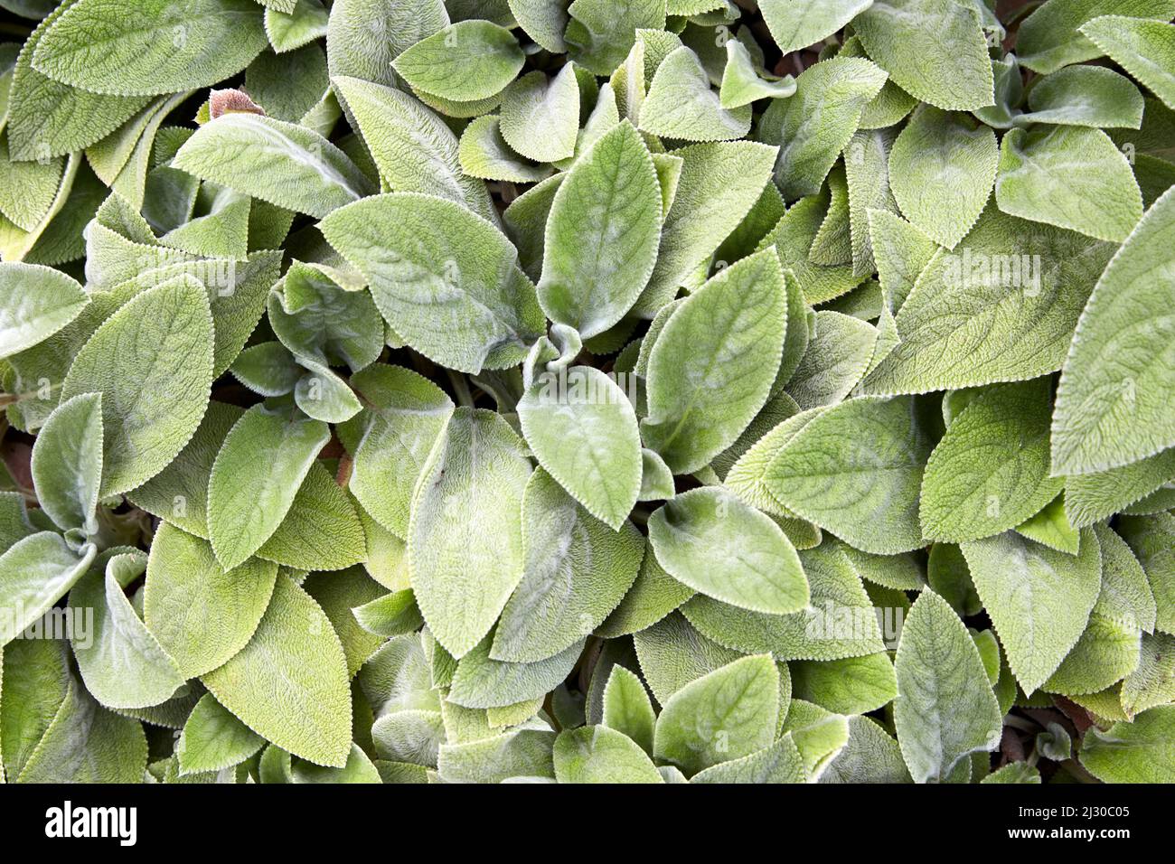 Helens Von Stein 'Stachys byzantine' Lamb's Ear Overhead image Stock Photo