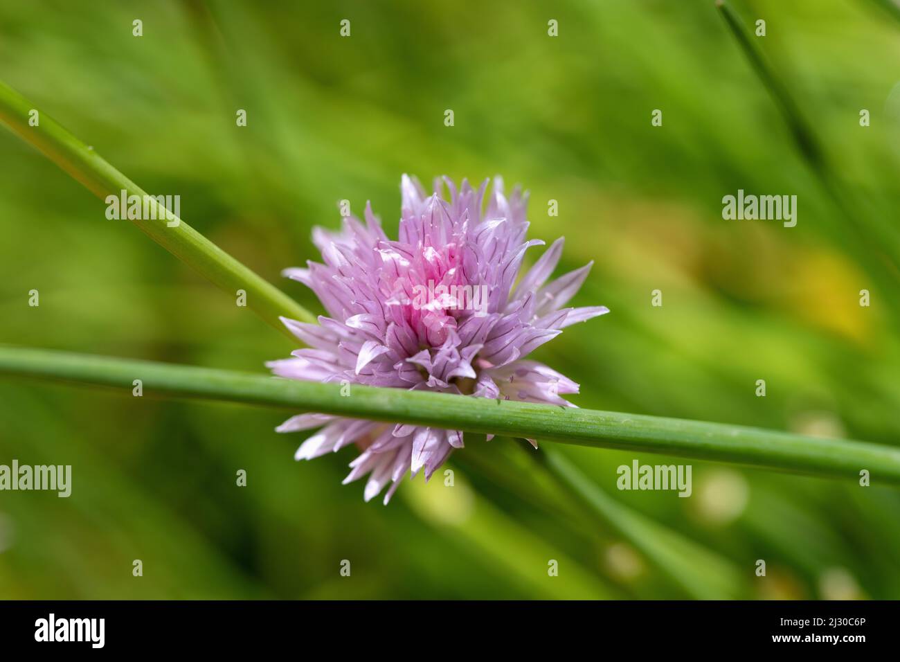 Chives with flowers Stock Photo Alamy