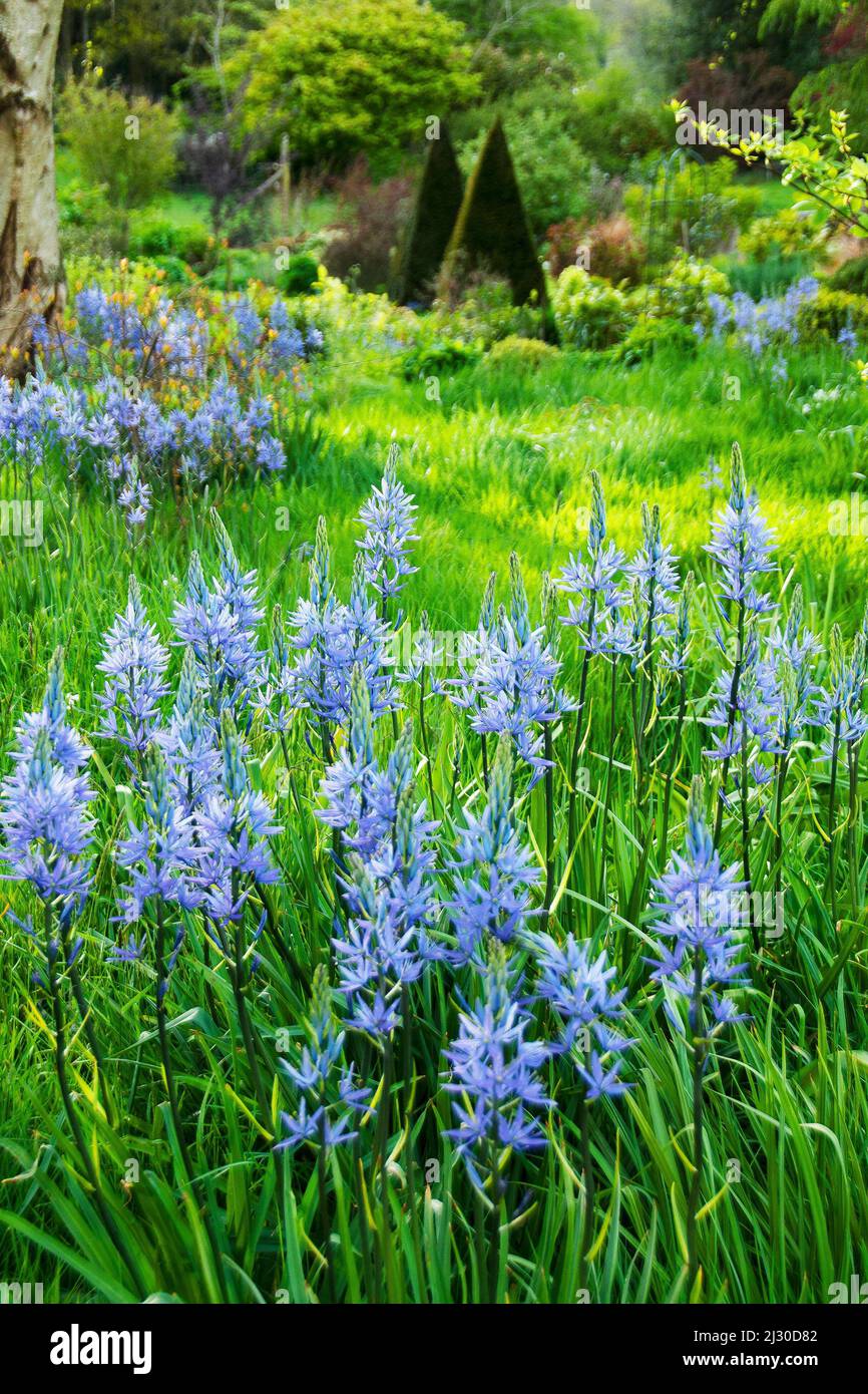Massed Camassias in long grass in a country garden Stock Photo