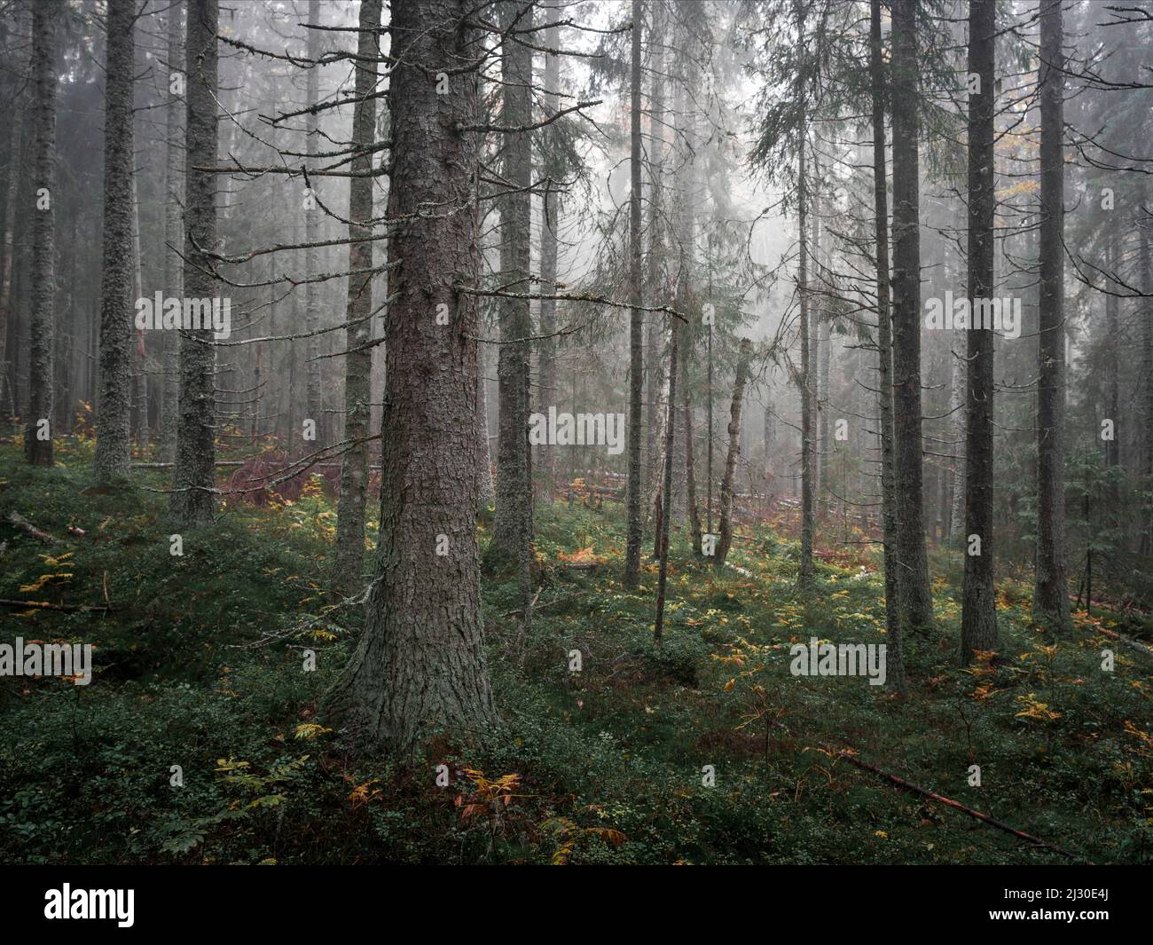 Forest in Skuleskogen National Park in the east of Sweden Stock Photo