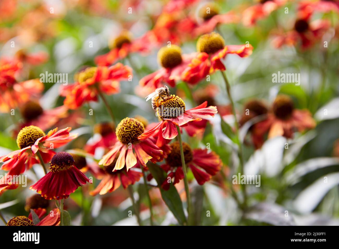Bee on Helenium 'Red Jewel' Sneezeweed Flower Pollinating Stock Photo