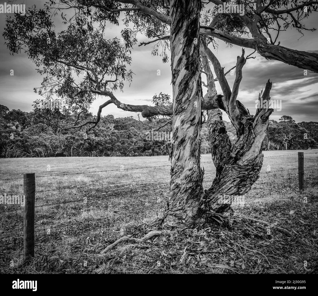 Field roots Black and White Stock Photos & Images - Alamy
