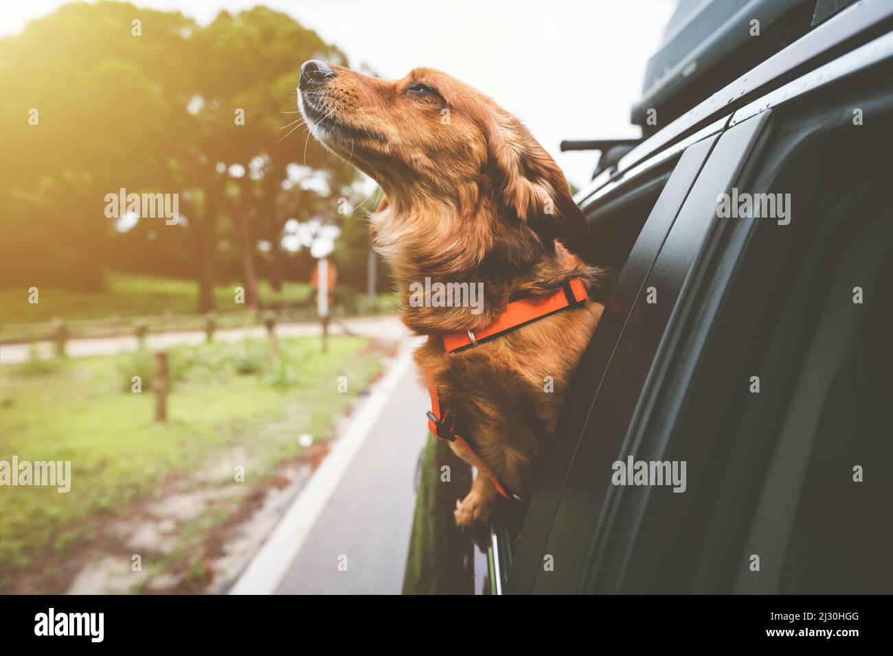 Dachshund dog riding in car and looking out from car window. Happy dog enjoying life. Dog road trip adventure Stock Photo