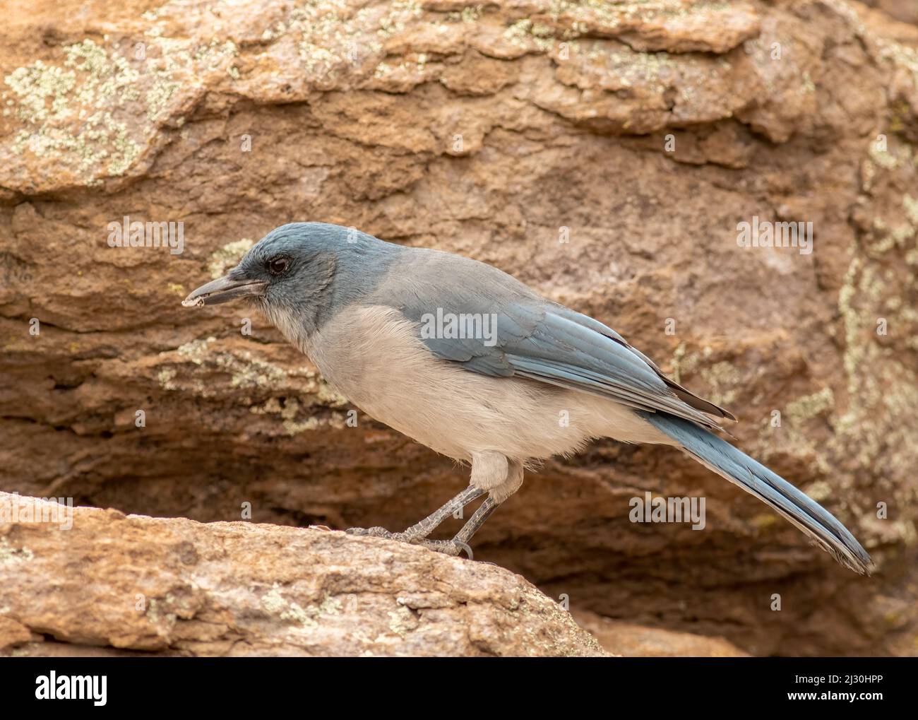 A mexican jay scavenging for food left behind by hikers and visitors of the Chiricahua Mountains in southern Arizona. Stock Photo