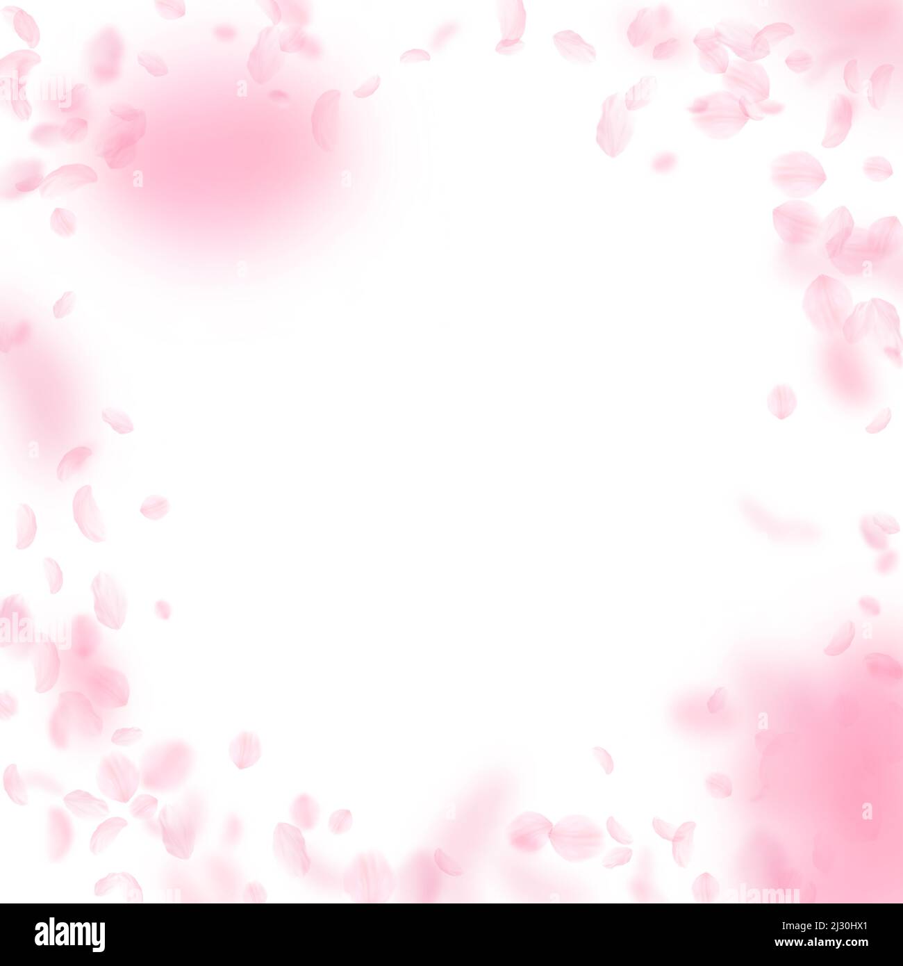 Sakura petals falling down. Romantic pink flowers vignette. Flying petals on white square background. Love, romance concept. Exceptional wedding invit Stock Photo