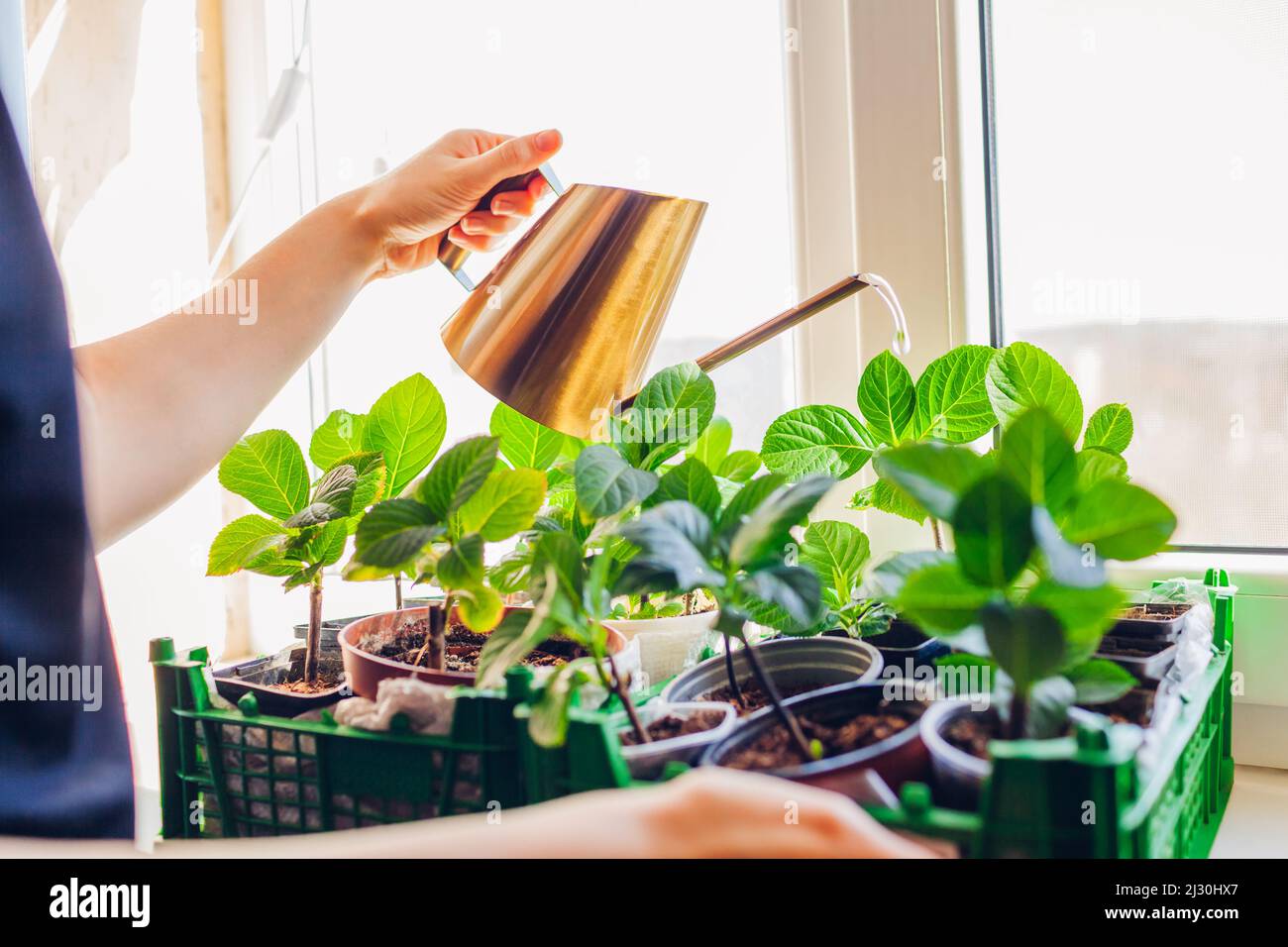 Watering hydrangea cuttings with watering can. Growing hydrangeas on window sill. Home gardening Stock Photo