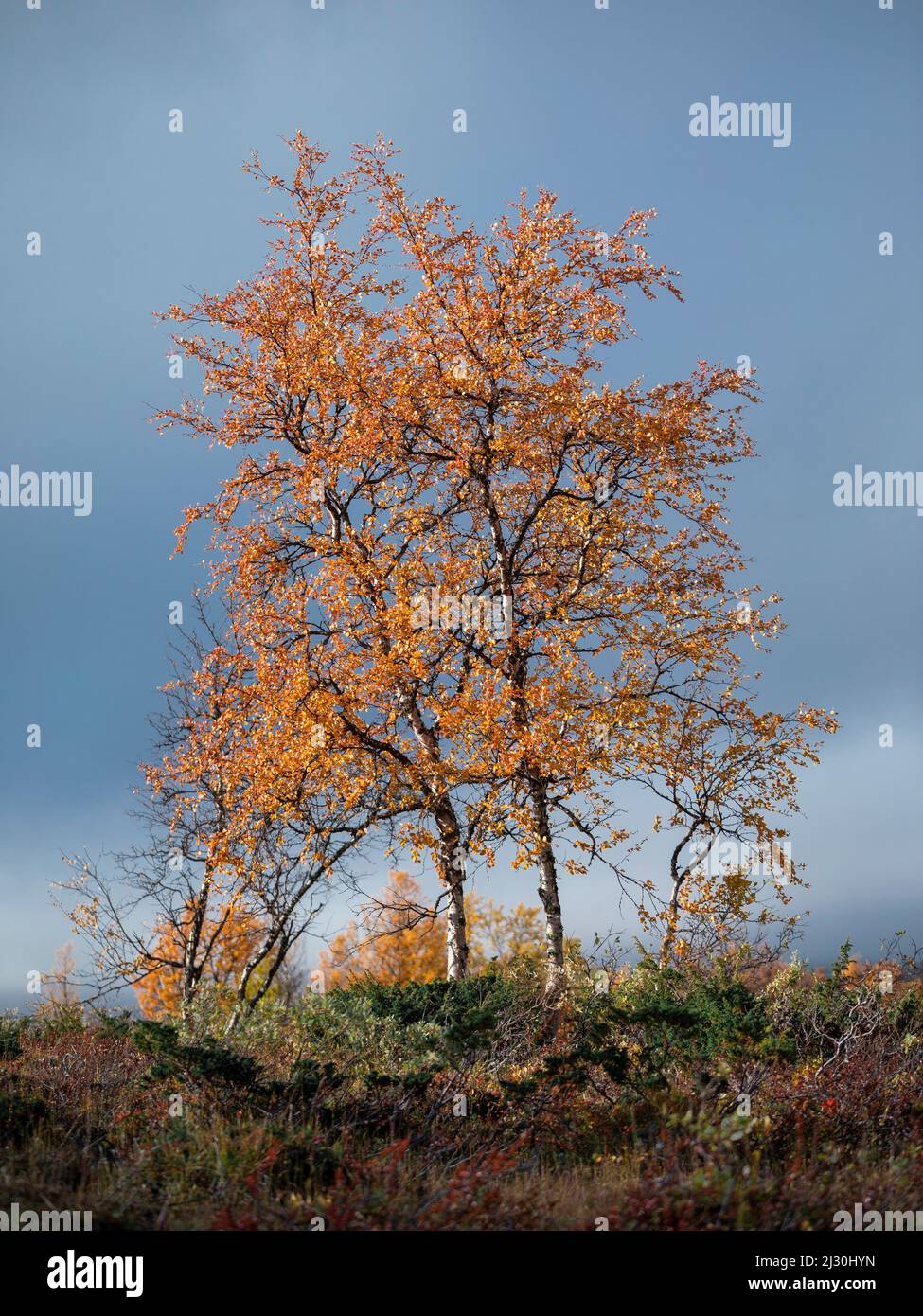 Colorful leaves on the tree in autumn along the Wilderness Road, on the Vildmarksvagen plateau in Jämtland in Sweden Stock Photo