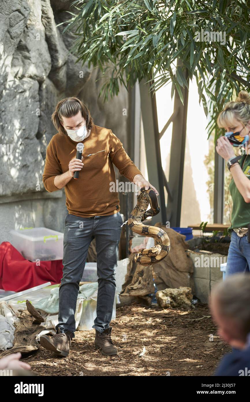 A vertical shot of a man presenting a python snake during a show in a ...
