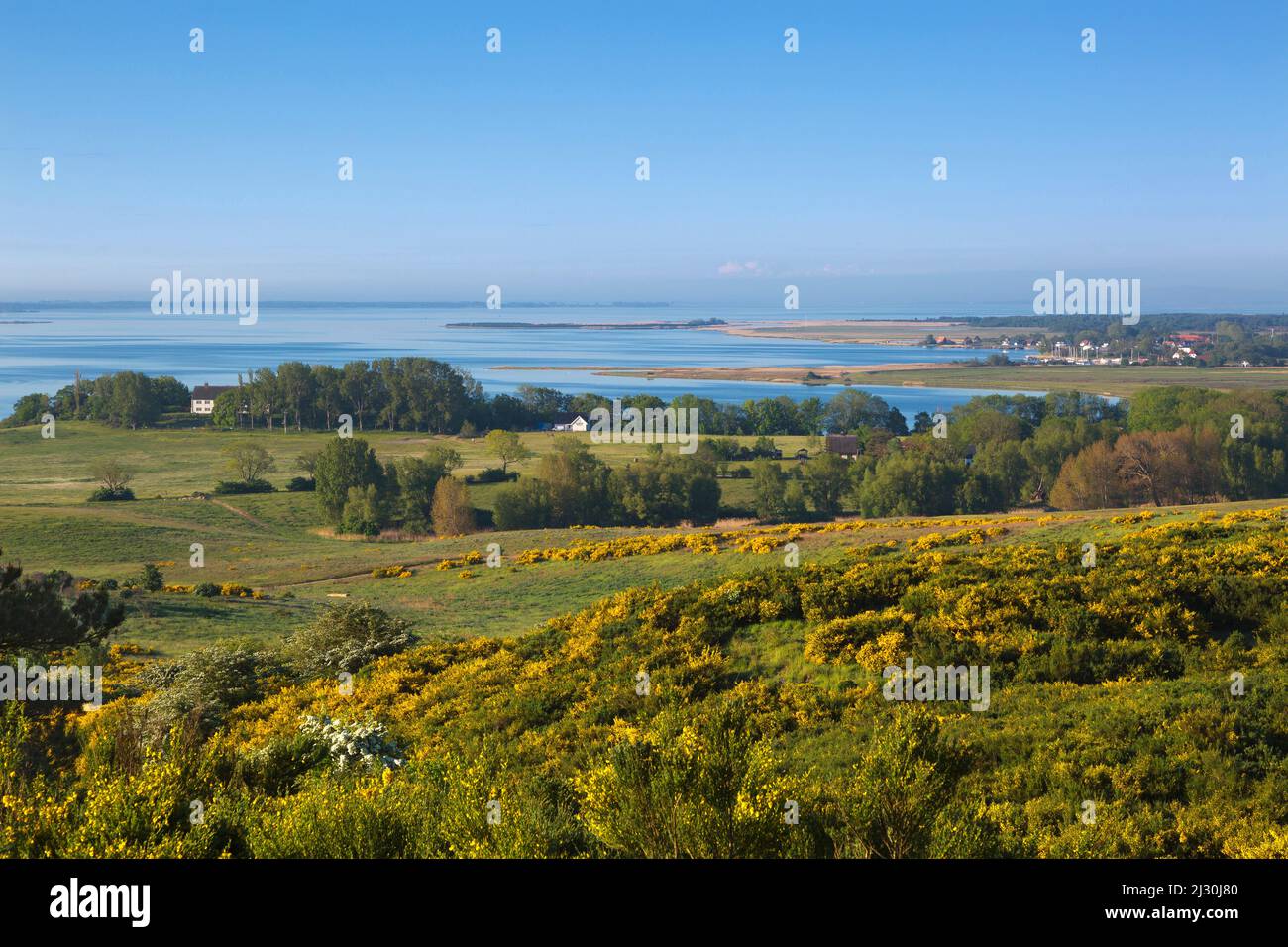 Flowering broom on the thorn bush, gorse, view to Vitte, Hiddensee, Baltic Sea, Mecklenburg-Western Pomerania, Germany Stock Photo
