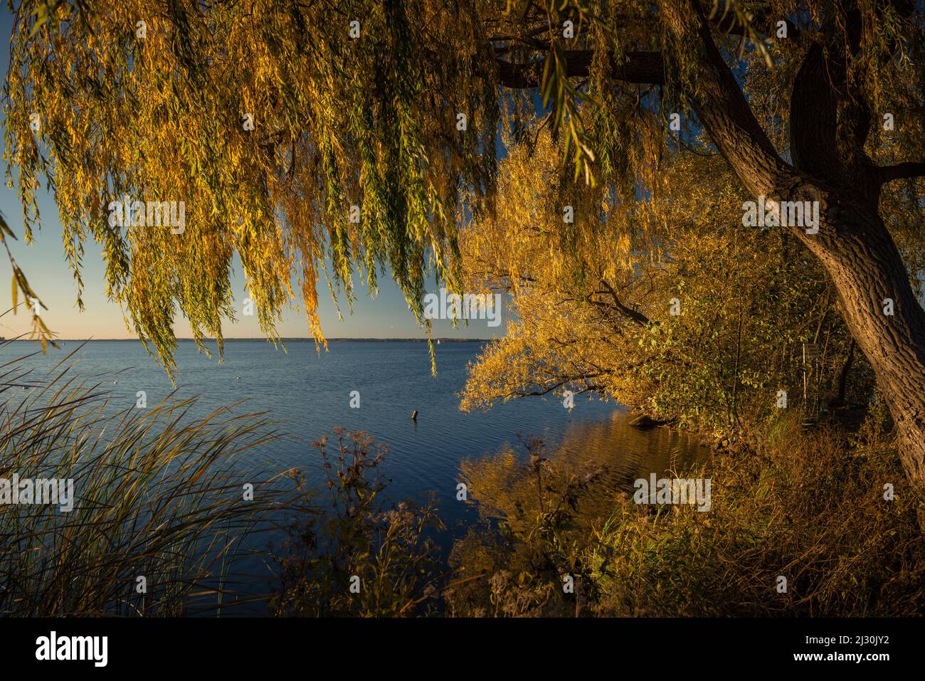 Trees at the Steinhuder Meer in the evening light, Steinhude, Lower Saxony, Germany, Europe Stock Photo