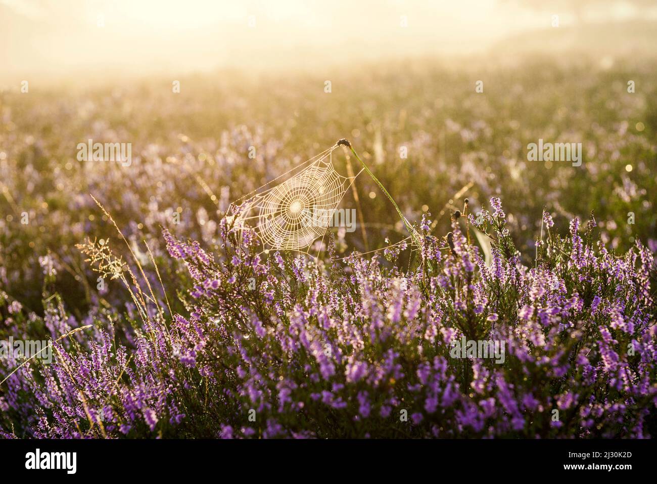 Sunrise and blooming heather (Calluna vulgaris), heather blossom, Osterheide, Schneverdingen, Lüneburg Heath Nature Park, Lower Saxony, Germany Stock Photo