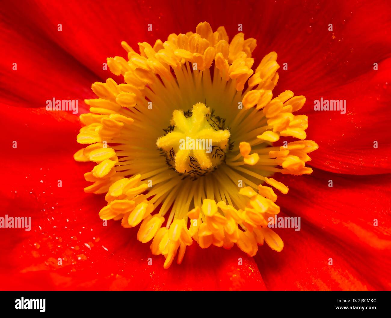 Close-up of a papery Red Poppy flower. Stock Photo