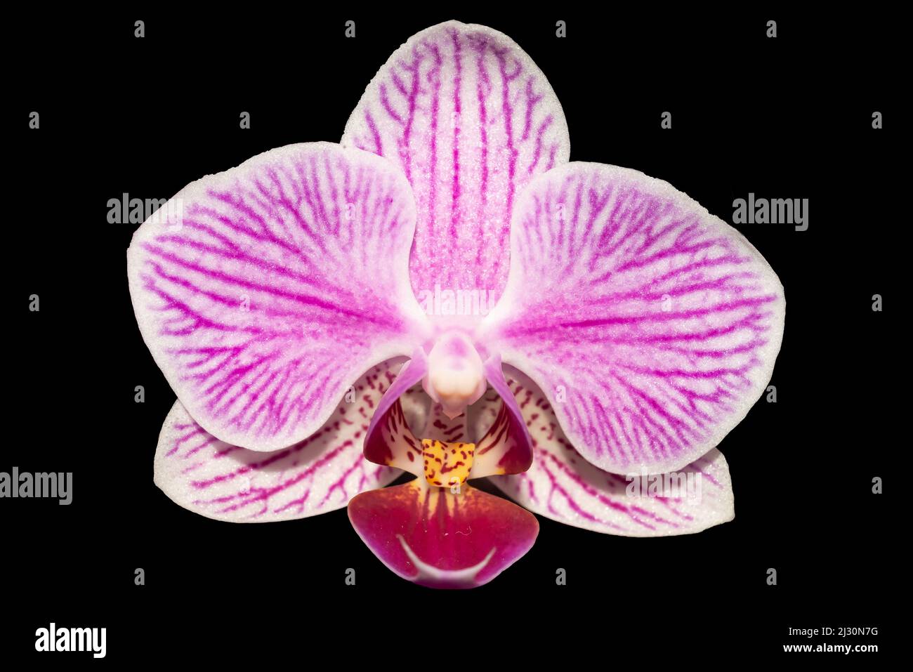 Piink and white Orchid in full bloom Stock Photo