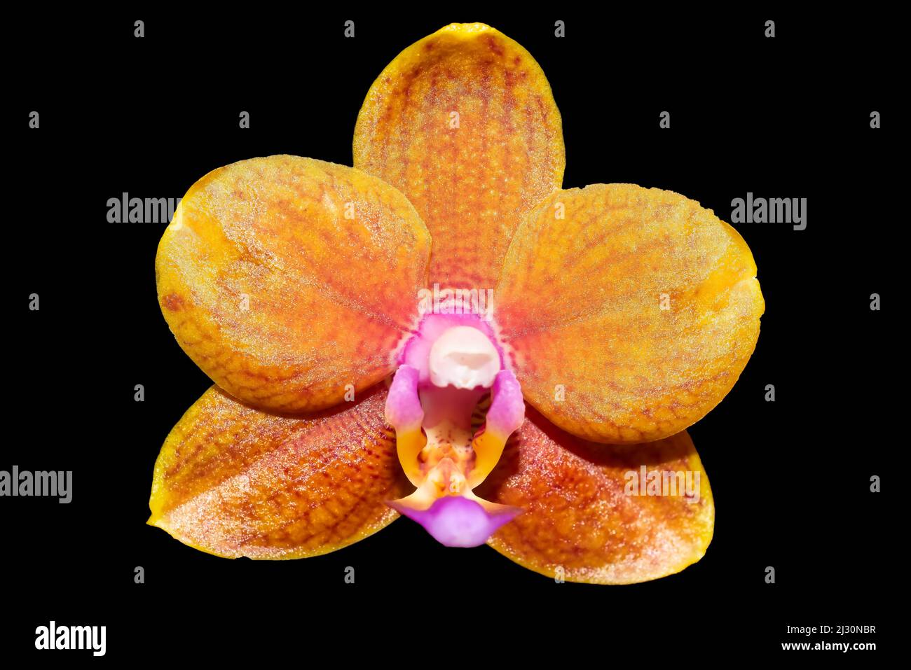 Yellow and pink Orchid in full bloom Stock Photo