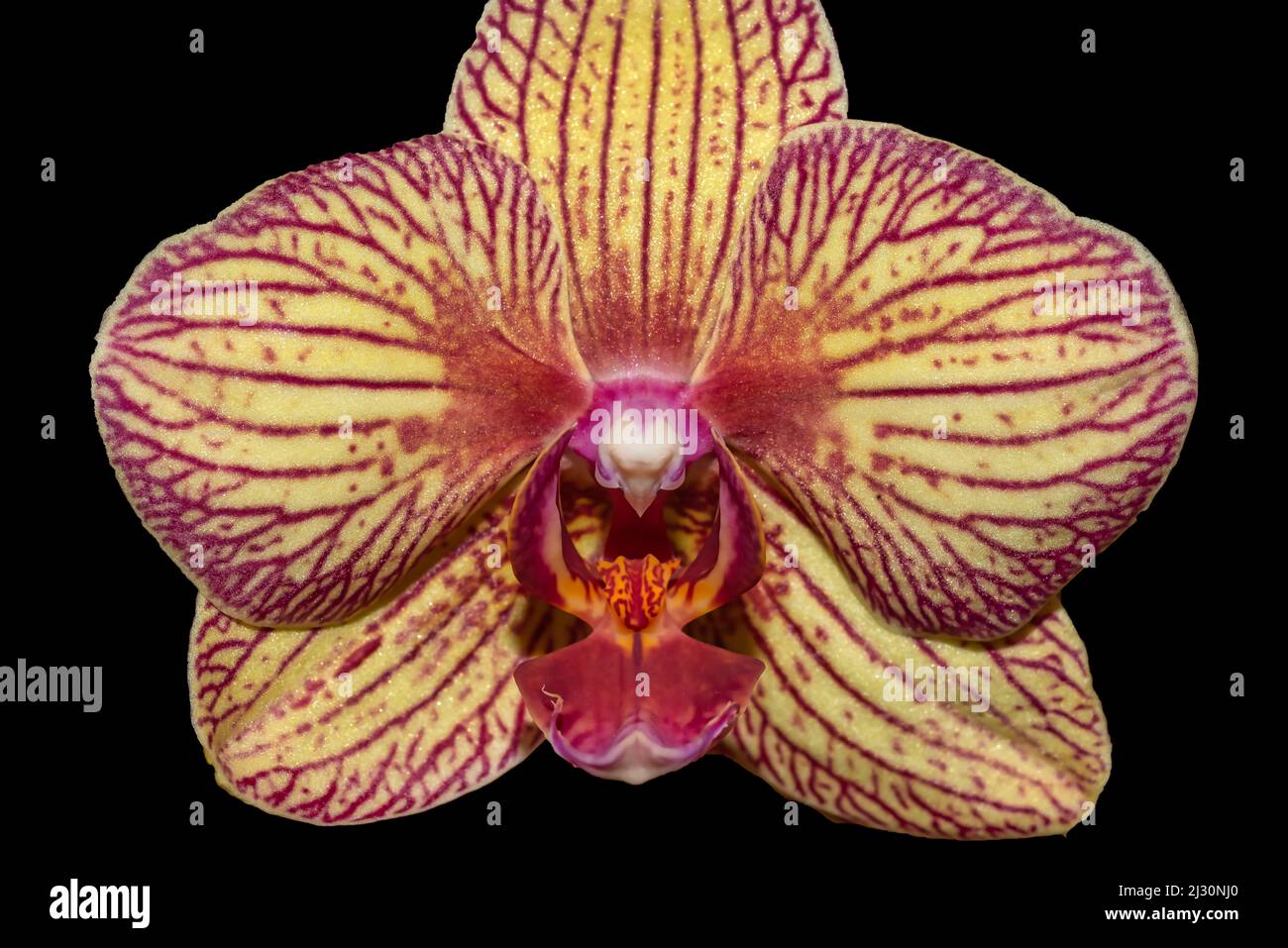 Yellow and red Orchid in full bloom Stock Photo