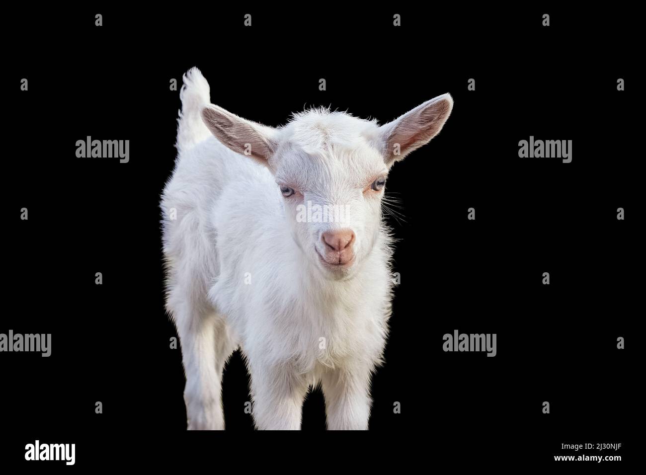 Portrait of a beautiful white goatling on a black background Stock Photo