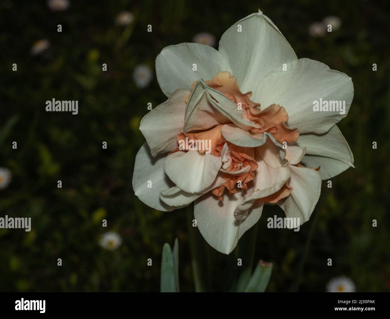 Detail of isolated beautiful flower in the garden Stock Photo