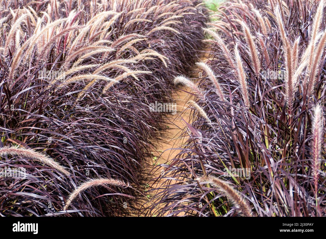Purple fountain grass (pennisetum setaceum rubrum), a popular drought tolerant grass that forms a tidy, dense clump of purplish maroon blades topped w Stock Photo