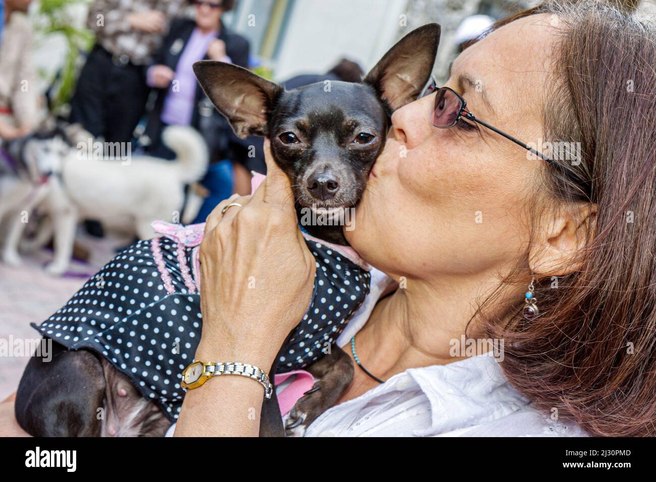 Miami Florida,Temple Israel,Bow Wow Palooza Interfaith Blessing of the Animals,owner,dog,pet,Chihuahua,toy breed,woman female holding costume kissing Stock Photo