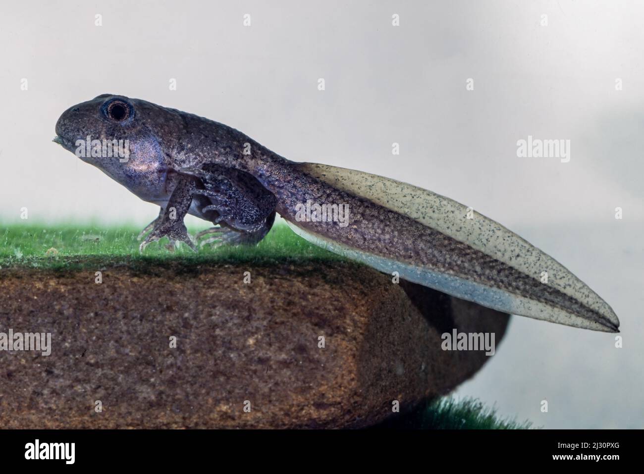 Tadpole of the Australian Banjo Frog Stock Photo Alamy