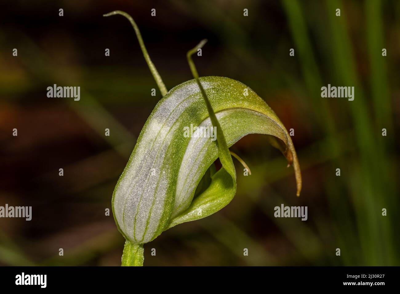 Close up of Australian Sharp Greenhood Orchid Stock Photo