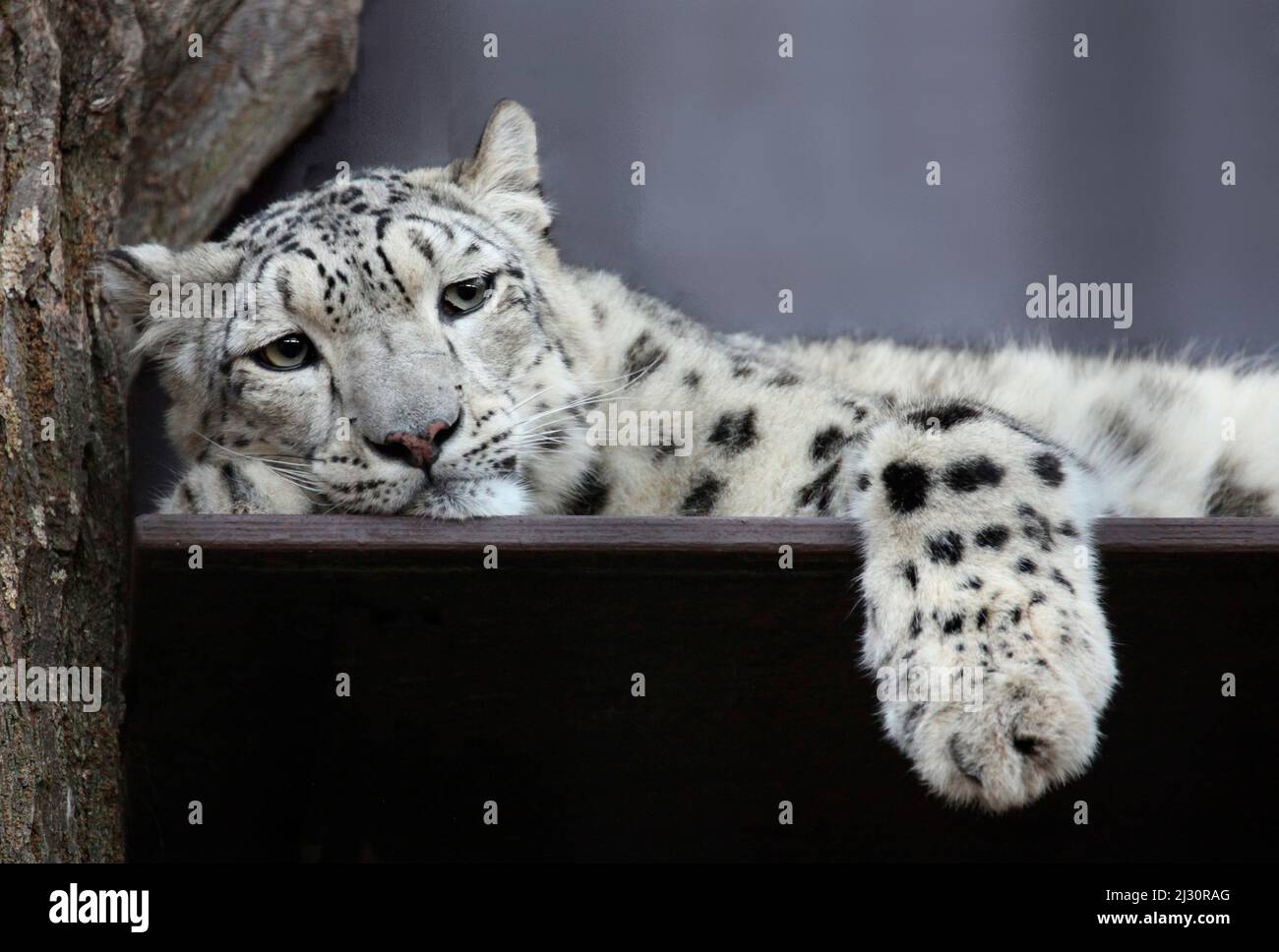 Leopard look hi-res stock photography and images - Alamy