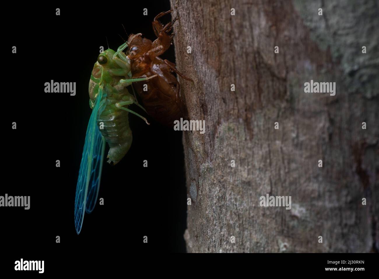 Under cover of night, a cicada sheds its old exoskeleton and starts its adult life in the rainforest. Stock Photo