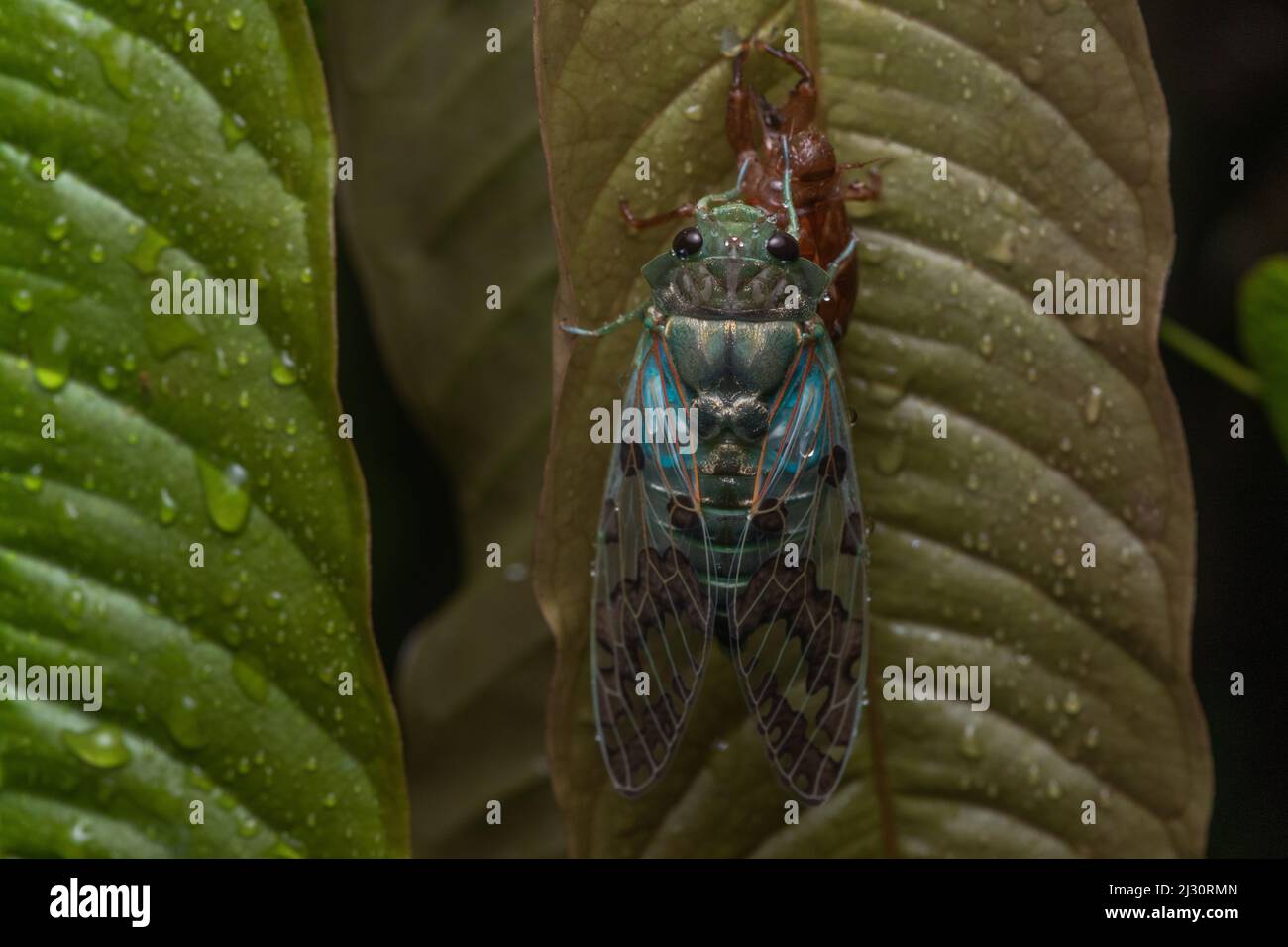 Under cover of night, a cicada sheds its old exoskeleton and starts its adult life in the rainforest. Stock Photo