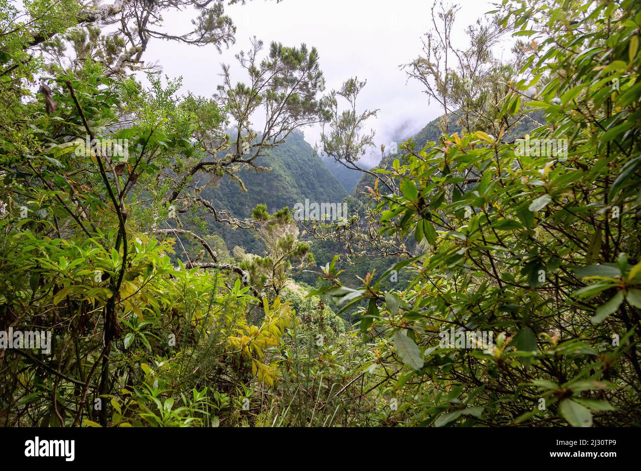 Levada do Furado, Ribeiro Frio, laurel forest, view Stock Photo