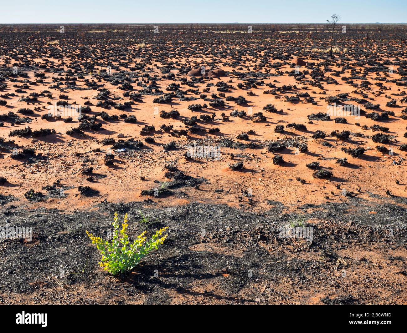 New life sprouting in a burnt section of the Great Sandy Desert near Port  Hedland Stock Photo - Alamy
