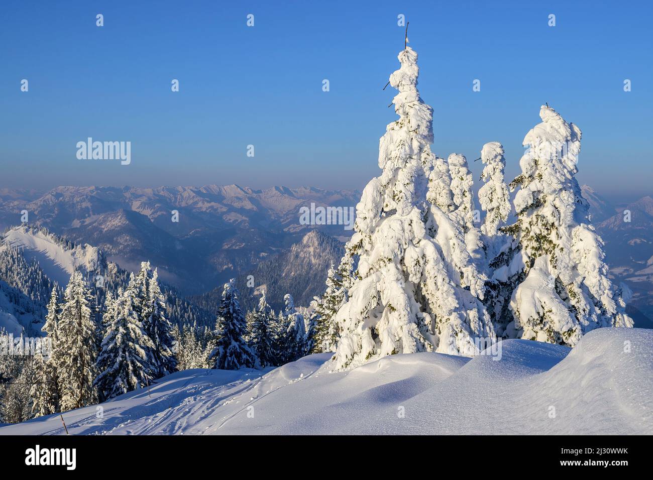 Snow-covered spruce trees with Bavarian Alps in the background, Hochries, Chiemgau Alps, Upper Bavaria, Bavaria, Germany Stock Photo