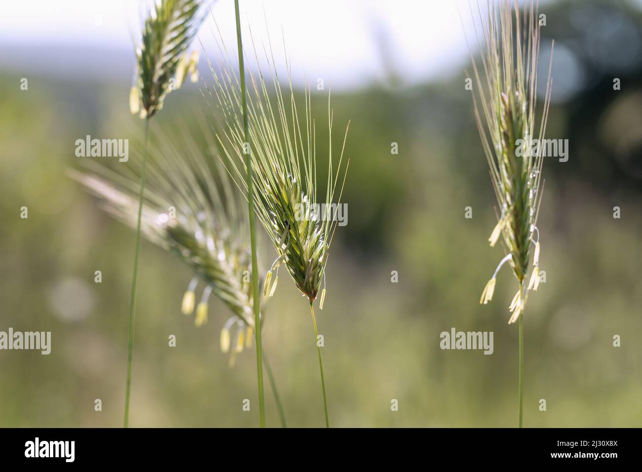 Rye, Secale cereale, inflorescence, rye pollen Stock Photo