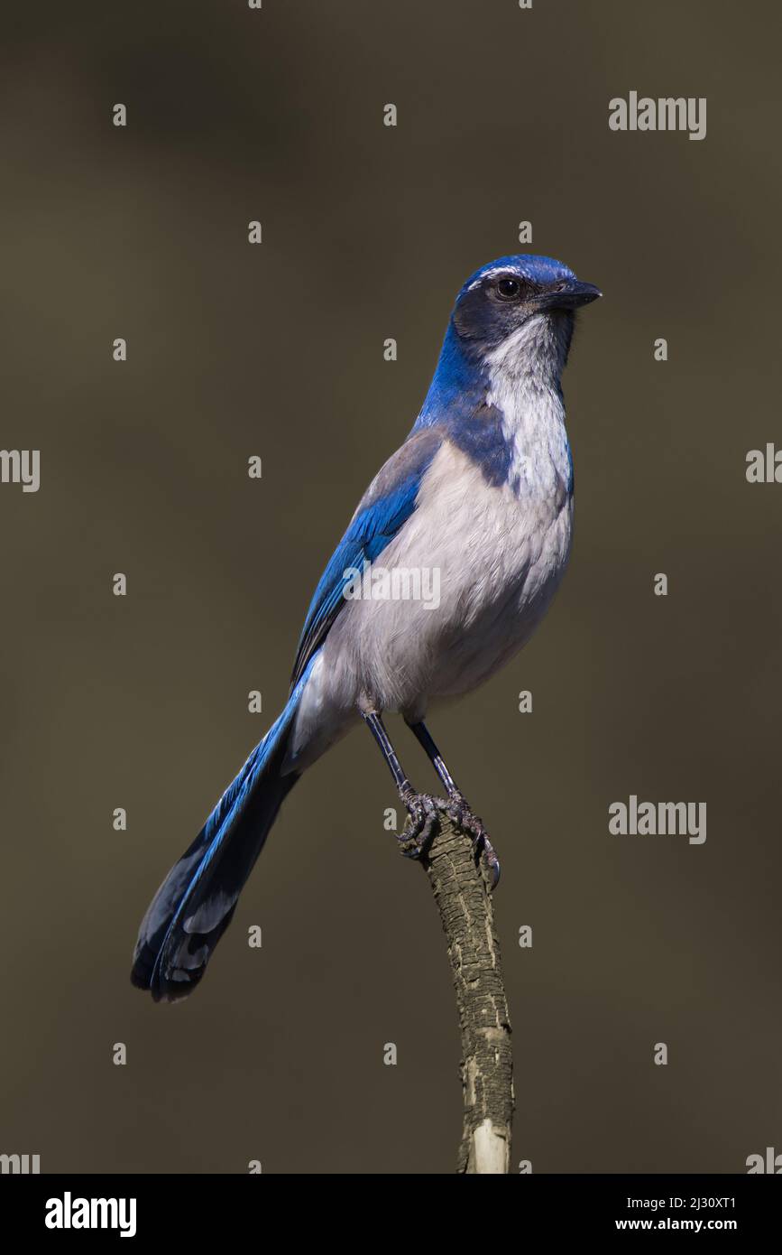 One Bird A Day: Blue Jay. A Majestic Bird Revealing Folklore and…, by  Kenny L