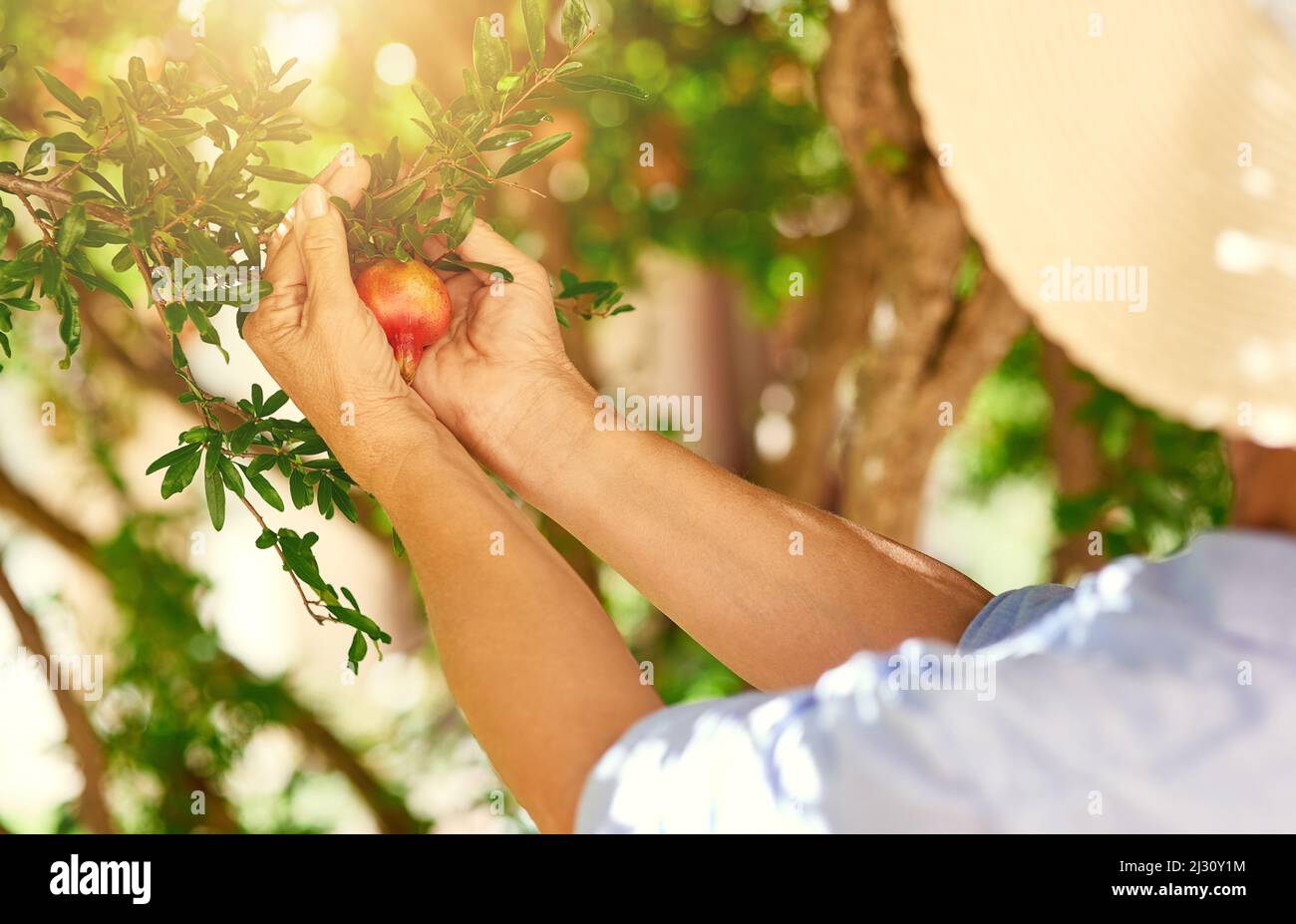 Look how beautifully youve grown. Cropped shot of a woman picking pomegranates from a tree in her backyard. Stock Photo
