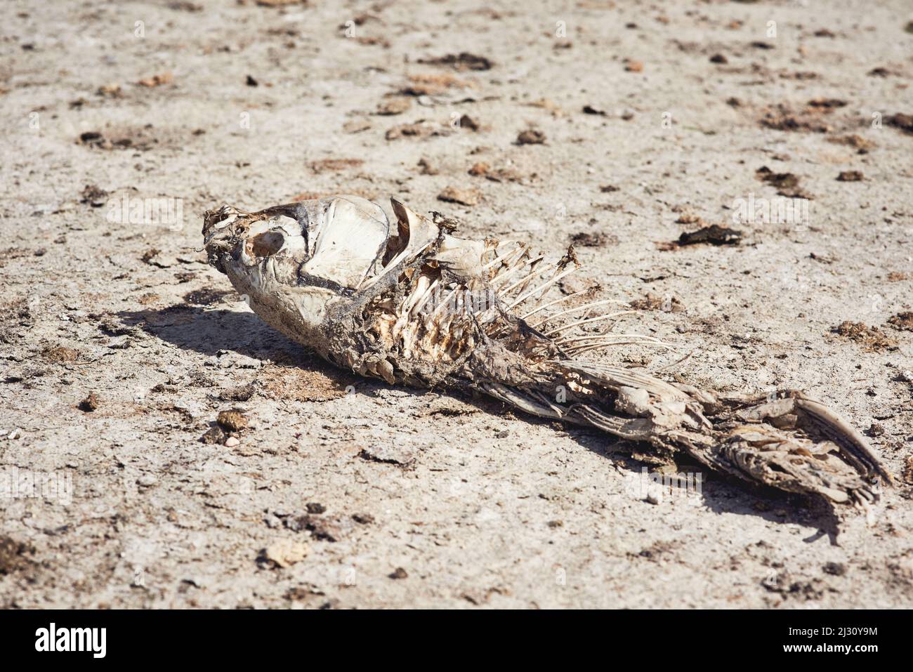 This is the result when there is no more water. Shot of a deceased fish lying on a patch of dry ground during the day where a dam use to be. Stock Photo