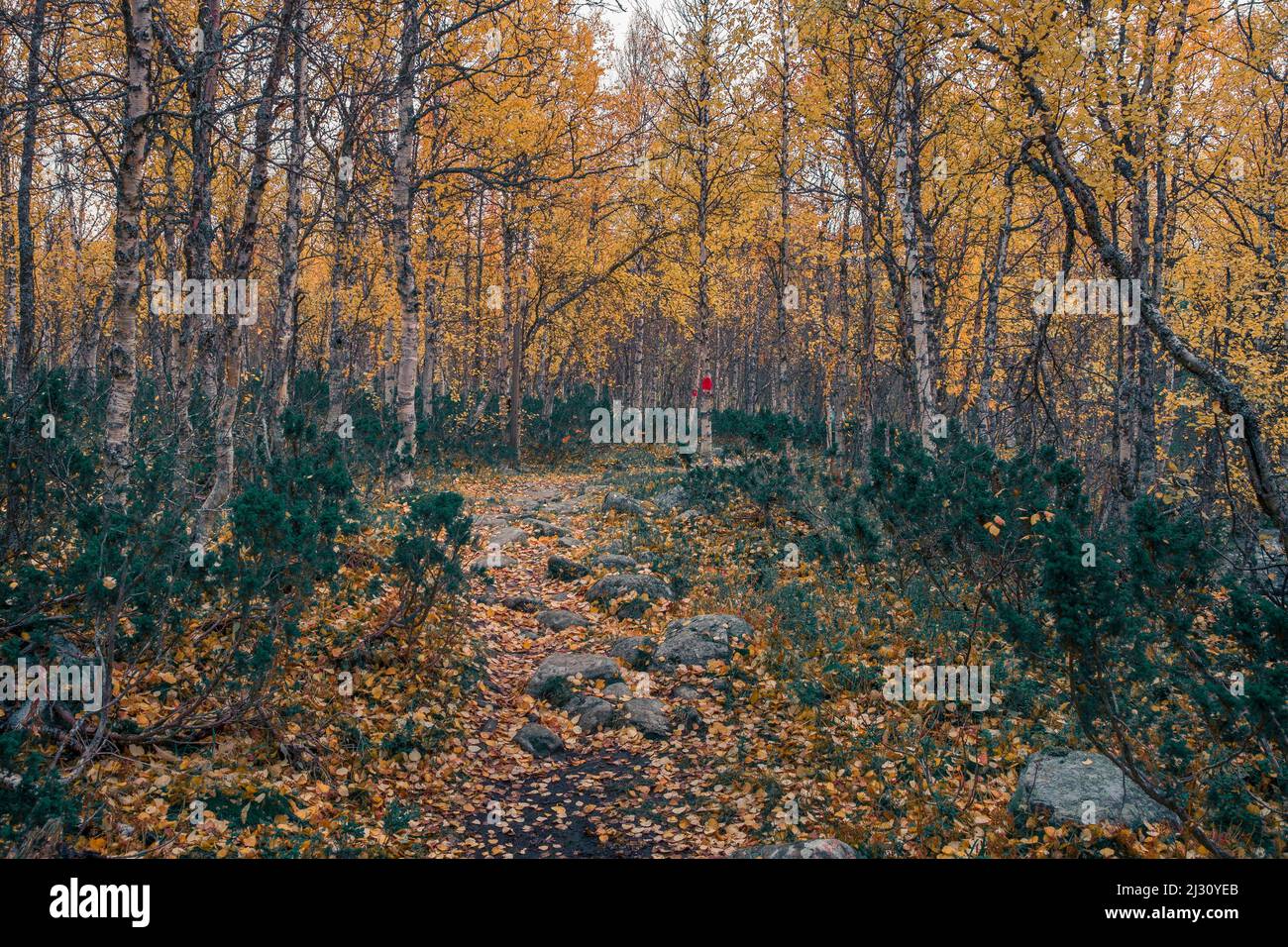 Autumn colored birch forest in the Pieljekaise National Park in Lapland in Sweden Stock Photo