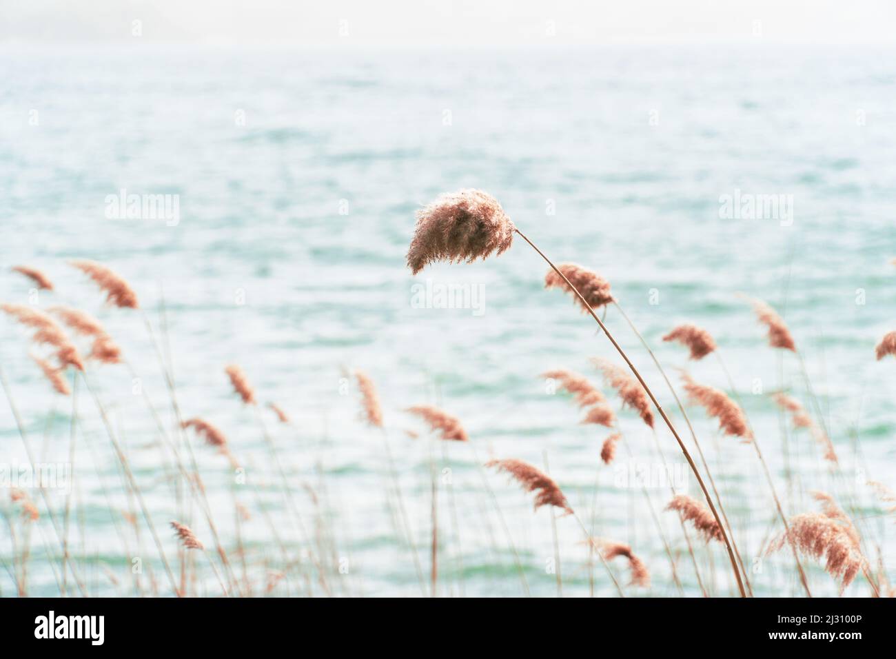 Blowing Reed Background Reed in wind on hi-res stock photography and images - Alamy
