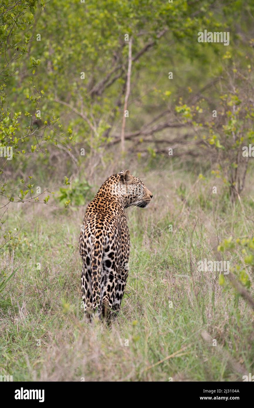 Male African leopard in the bush in Sabi Sands Game Reserve, South Africa Stock Photo